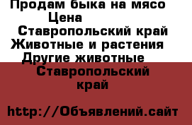 Продам быка на мясо › Цена ­ 65 000 - Ставропольский край Животные и растения » Другие животные   . Ставропольский край